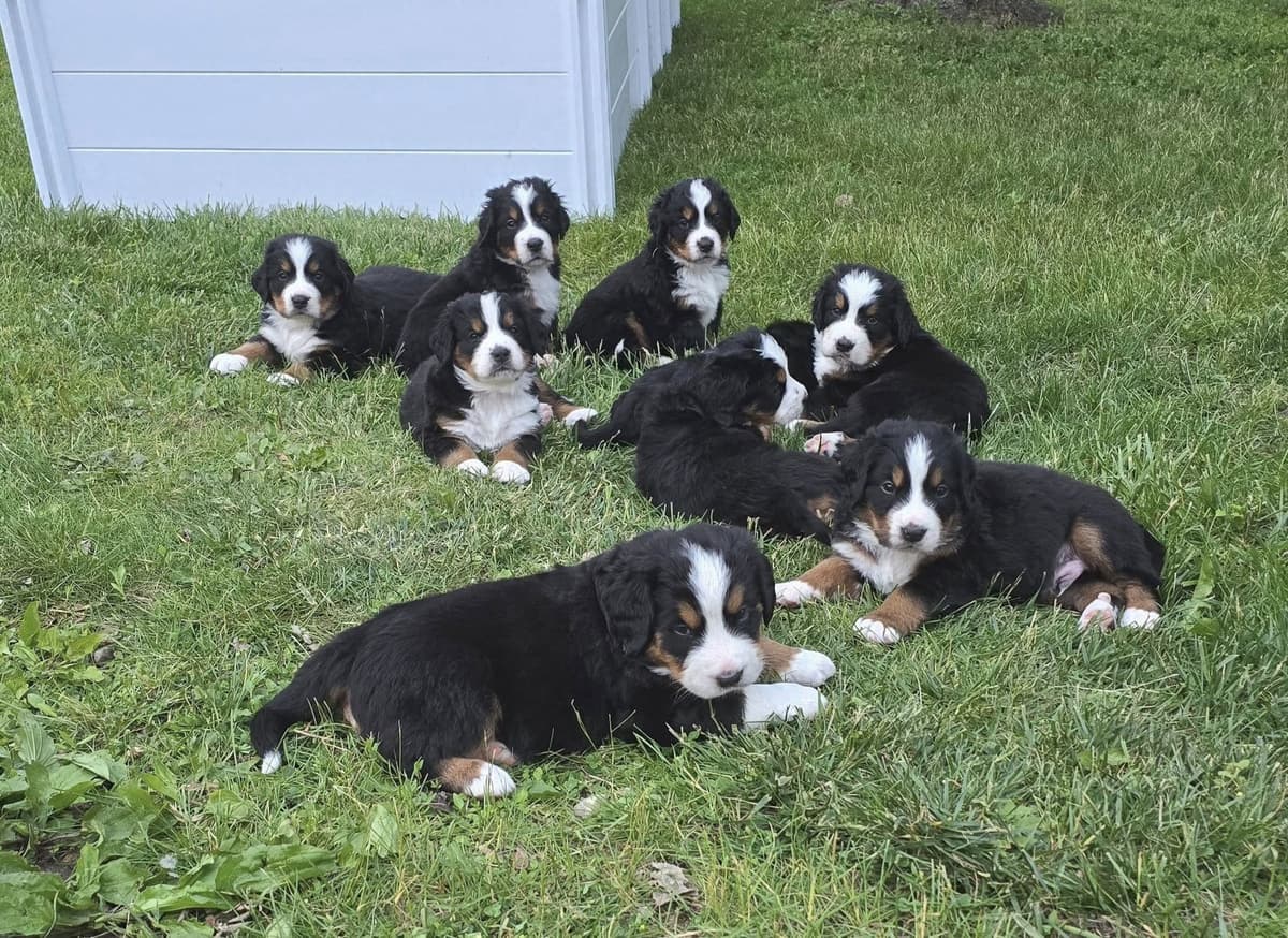 Bernese Mountain Dog Puppies breeder image 14
