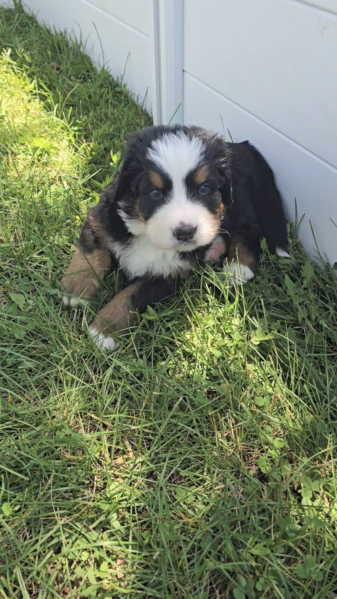 Bernese Mountain Dog Puppies breeder image 15
