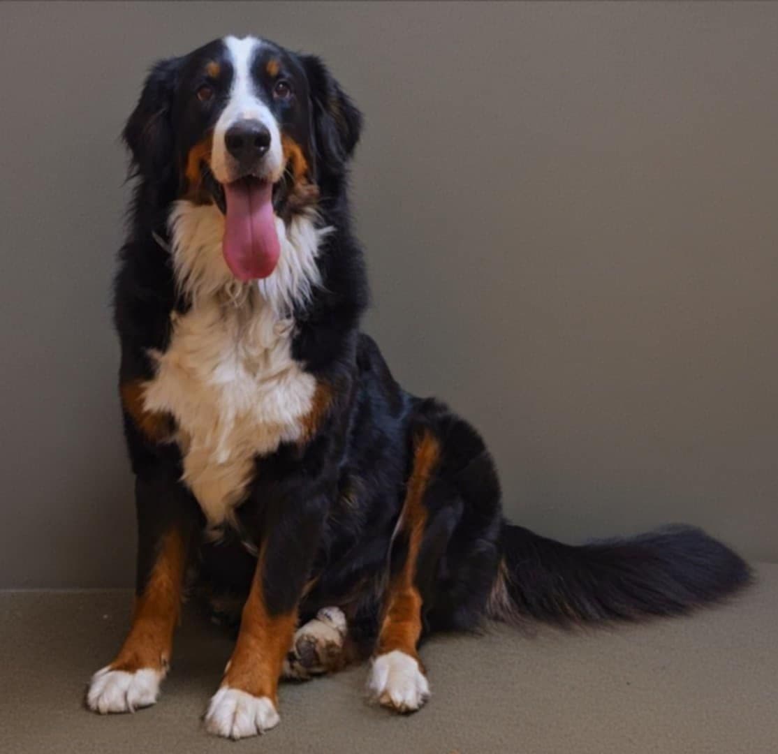 Bernese Mountain Dog Puppies breeder image 16