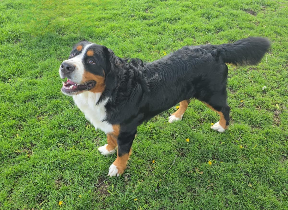Bernese Mountain Dog Puppies breeder image 18