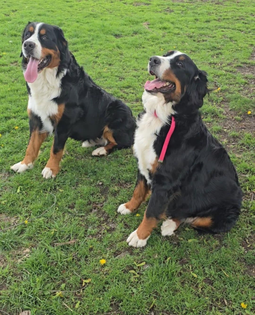 Bernese Mountain Dog Puppies breeder image 19