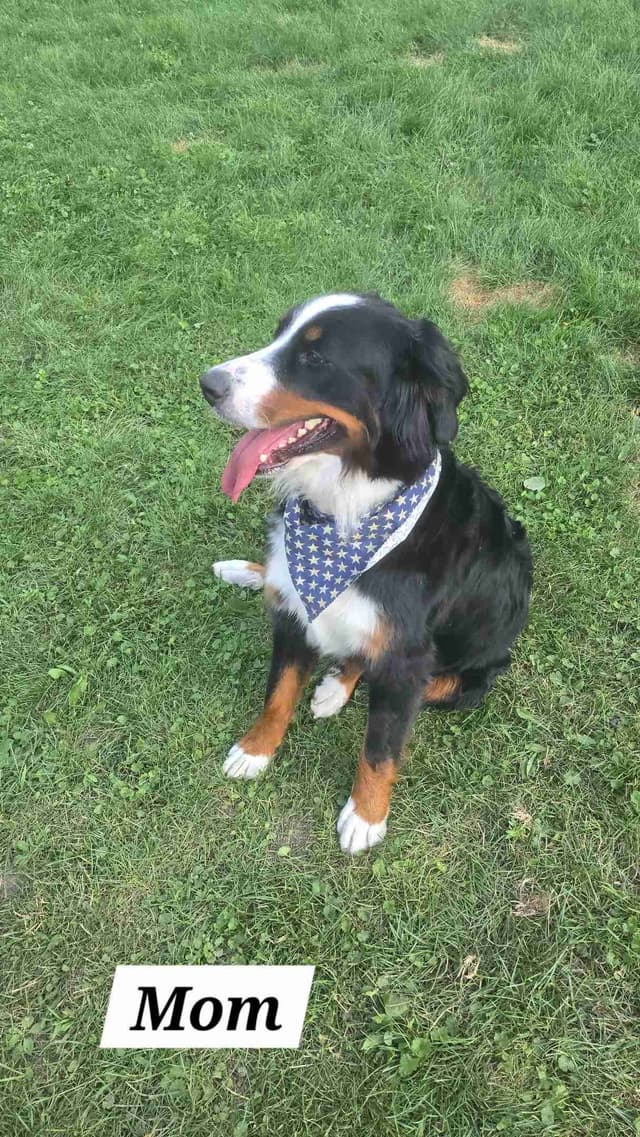 Bernese Mountain Dog Puppies media 2