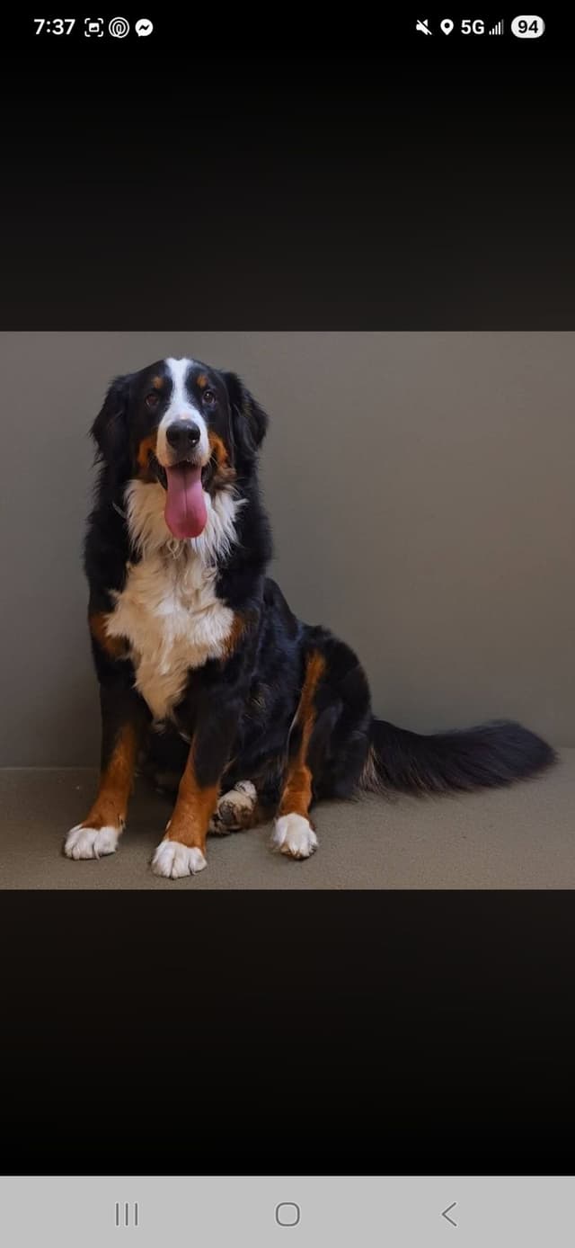 Bernese Mountain Dog Puppies media 3