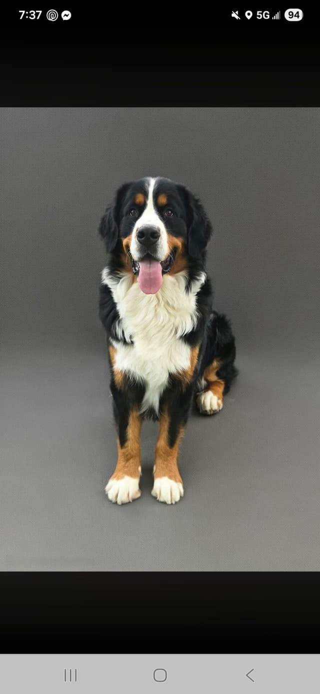 Bernese Mountain Dog Puppies media 4