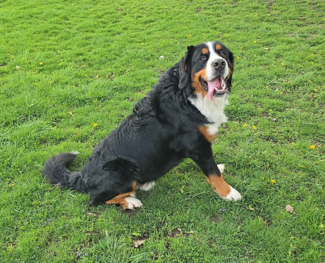 Bernese Mountain Dog Puppies media 5
