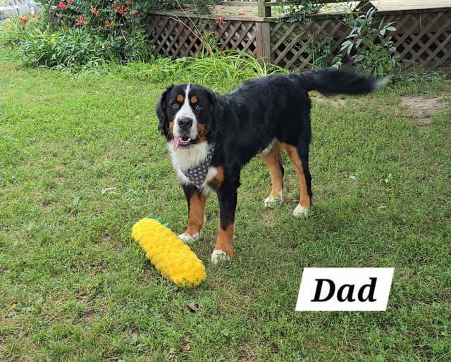 Bernese Mountain Dog Puppies media 6