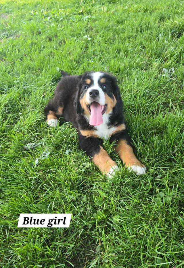 Bernese Mountain Dog Puppies media 7