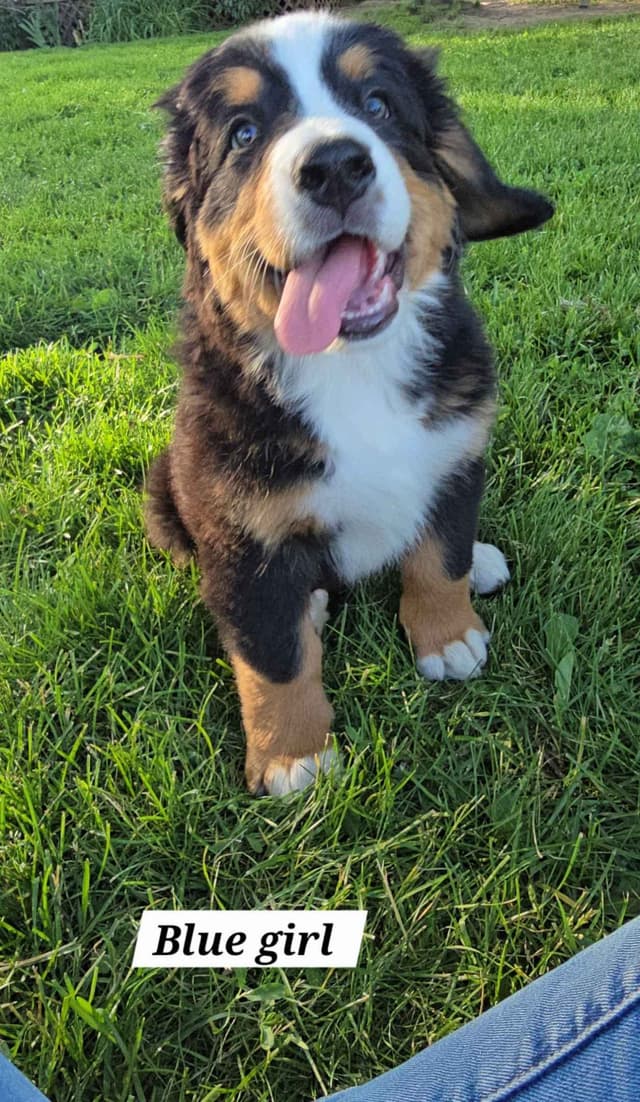 Bernese Mountain Dog Puppies media 8