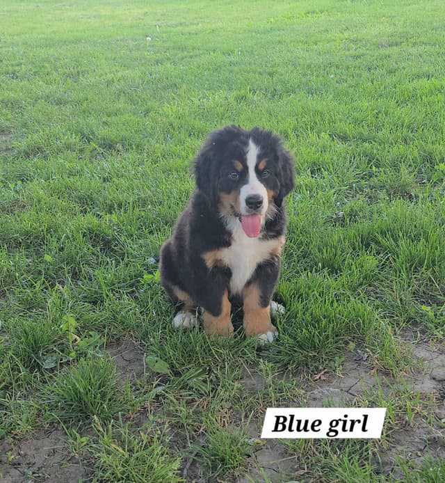 Bernese Mountain Dog Puppies media 9