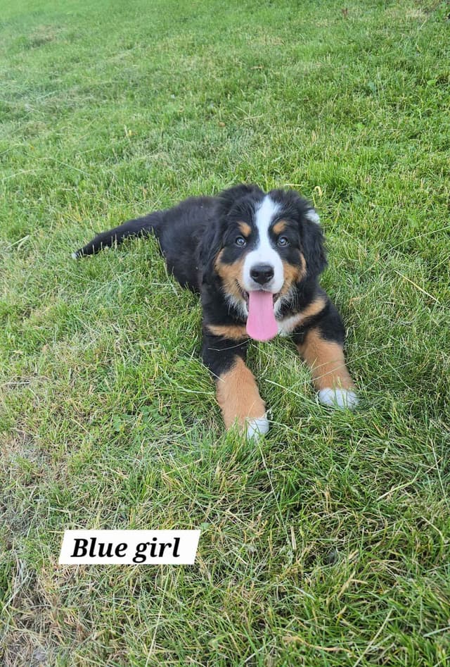 Bernese Mountain Dog Puppies media 10