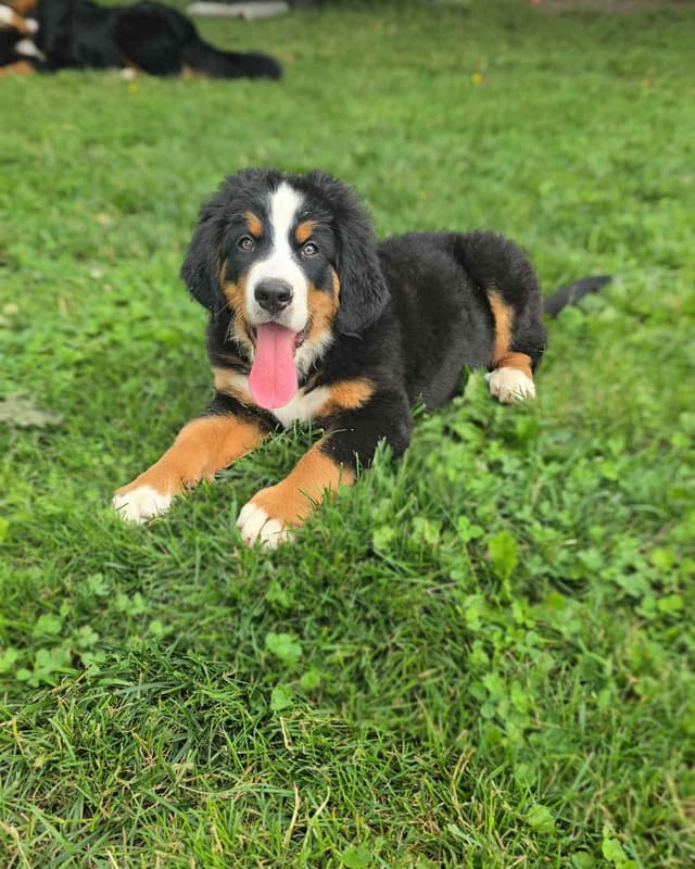 Bernese Mountain Dog Puppies media 11