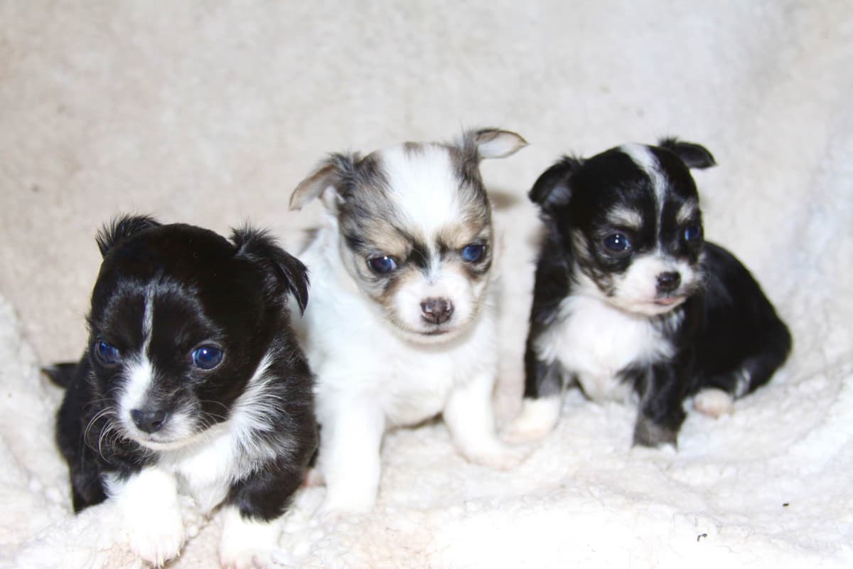 Longhaired Chihuahua Pups breeder image 1