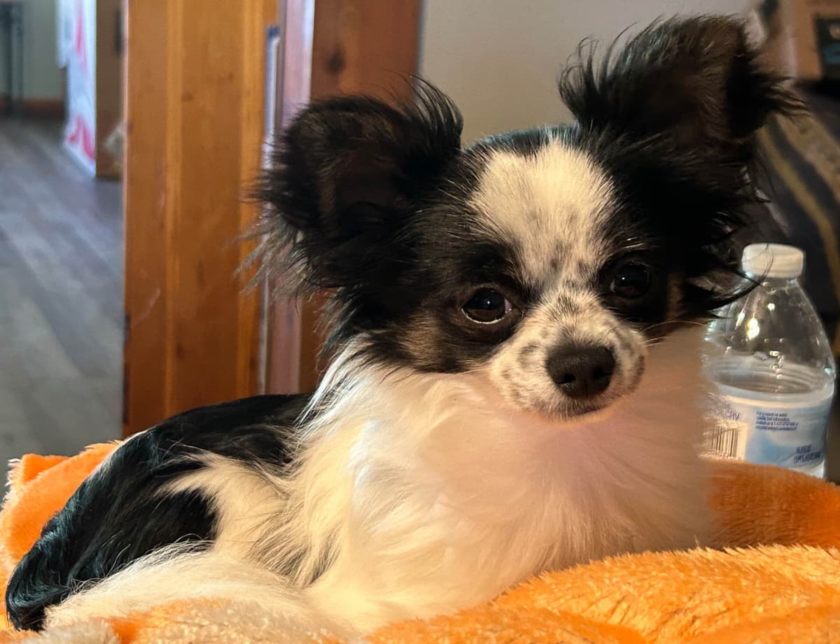 Longhaired Chihuahua Pups breeder image 2
