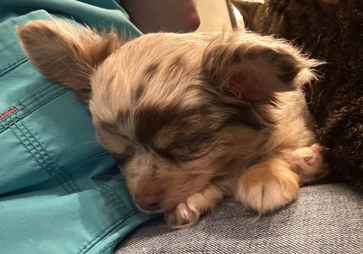 Longhaired Chihuahua Pups breeder image 3
