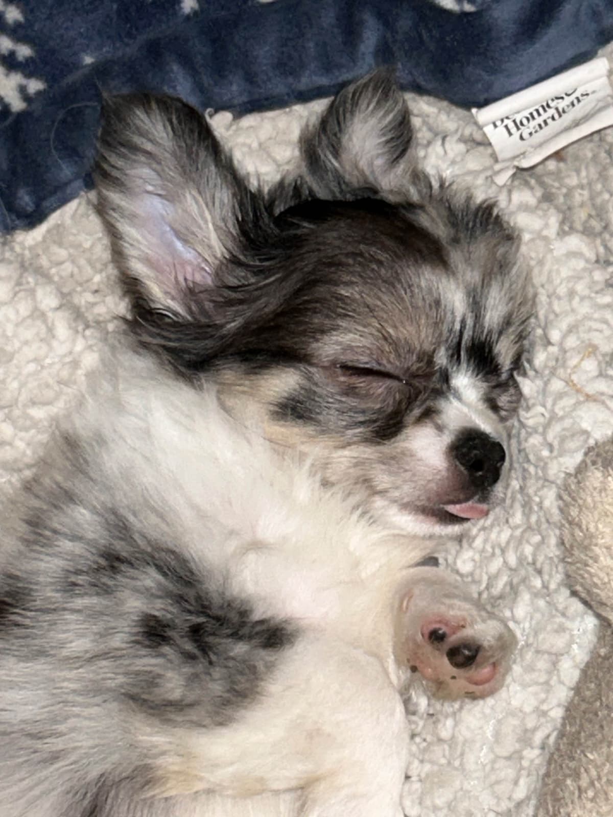 Longhaired Chihuahua Pups breeder image 4
