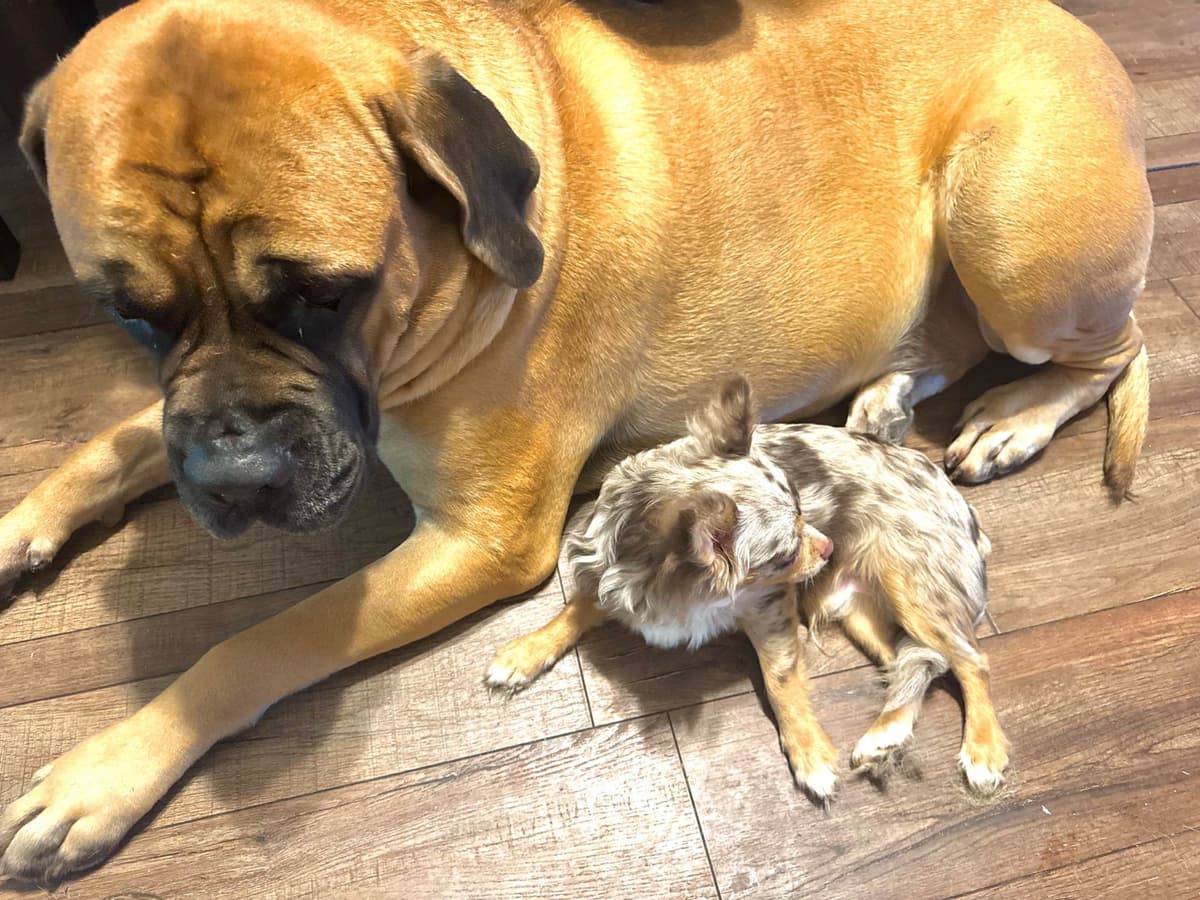 Longhaired Chihuahua Pups breeder image 6
