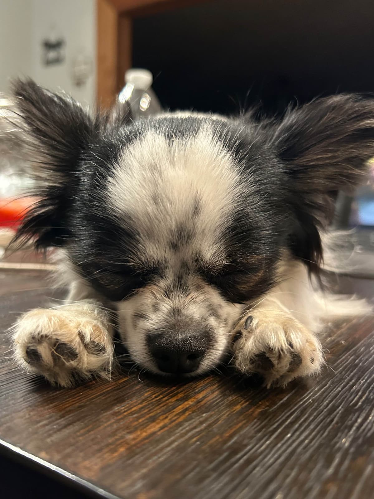 Longhaired Chihuahua Pups breeder image 7