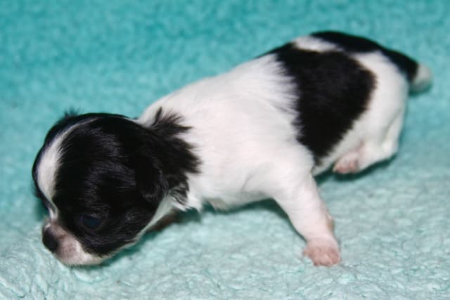 Longhaired Chihuahua Pups media 2