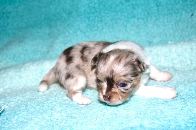 Longhaired Chihuahua Pups media 3