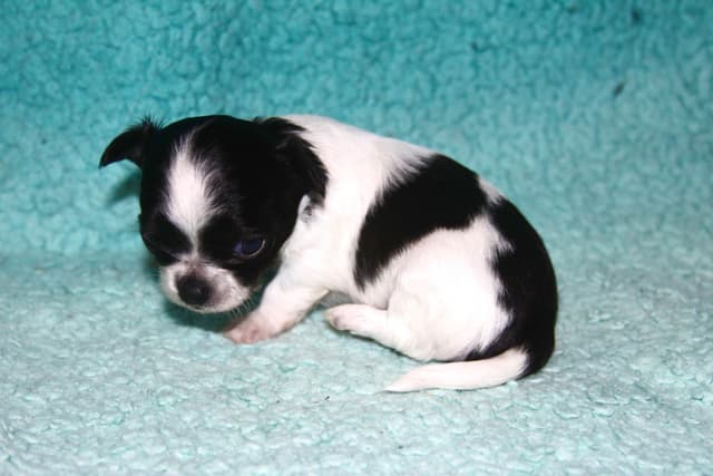Longhaired Chihuahua Pups media 5