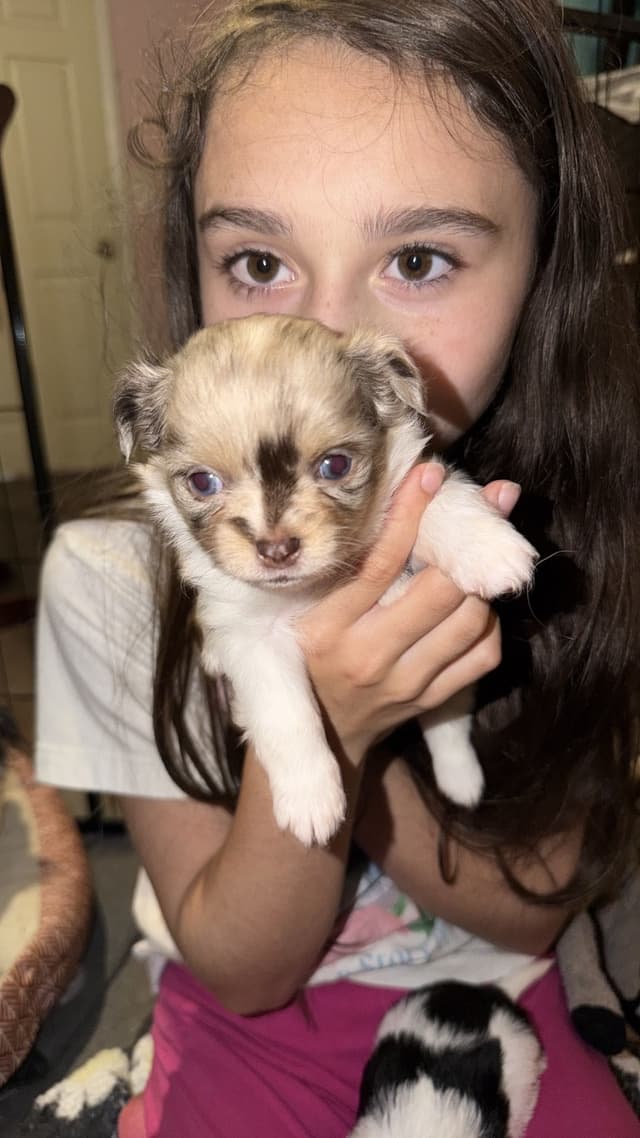 Longhaired Chihuahua Pups media 4