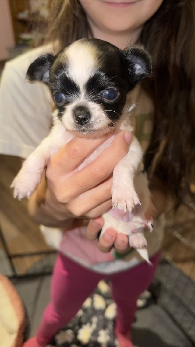 Longhaired Chihuahua Pups media 6