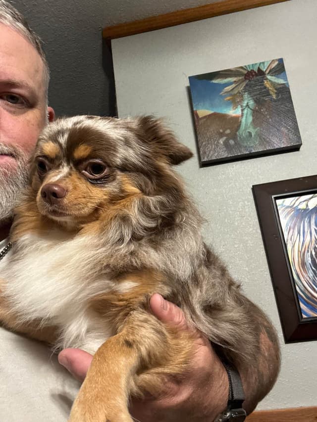 Longhaired Chihuahua Pups media 7