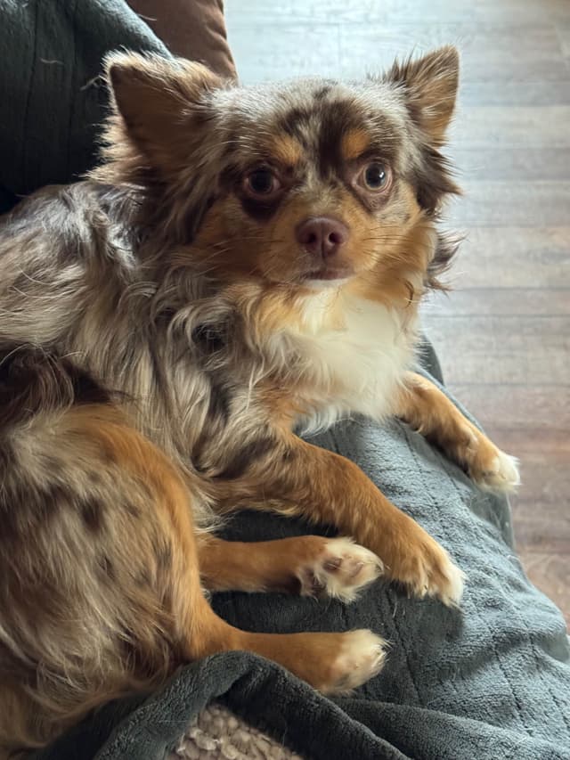 Longhaired Chihuahua Pups media 8