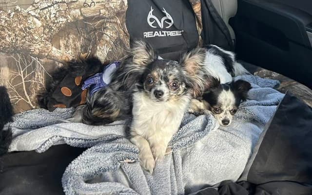 Longhaired Chihuahua Pups media 9
