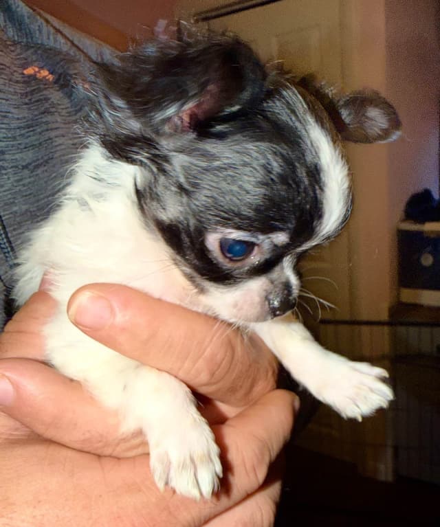 Longhaired Chihuahua Pups media 10