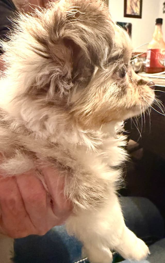 Longhaired Chihuahua Pups media 11