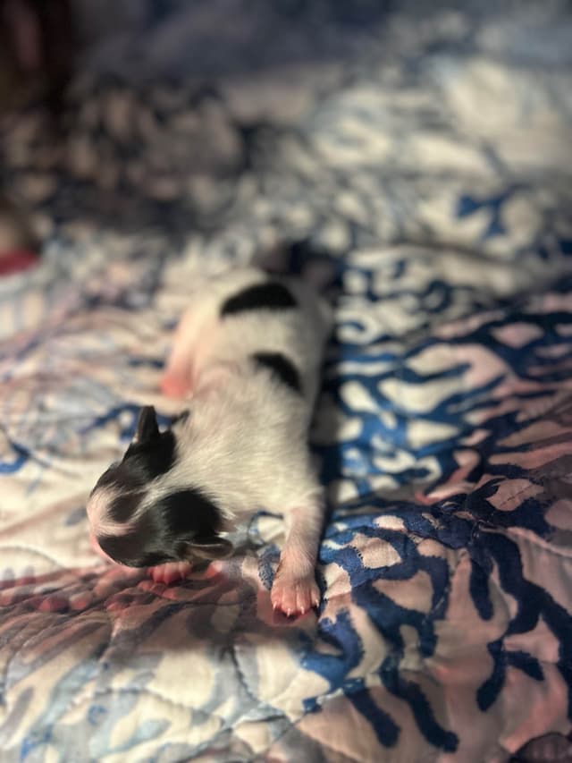 Transcontinental Papillon Puppies media 2