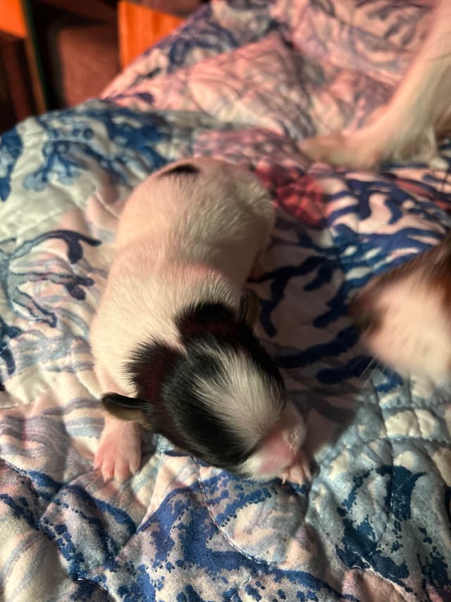 Transcontinental Papillon Puppies media 3