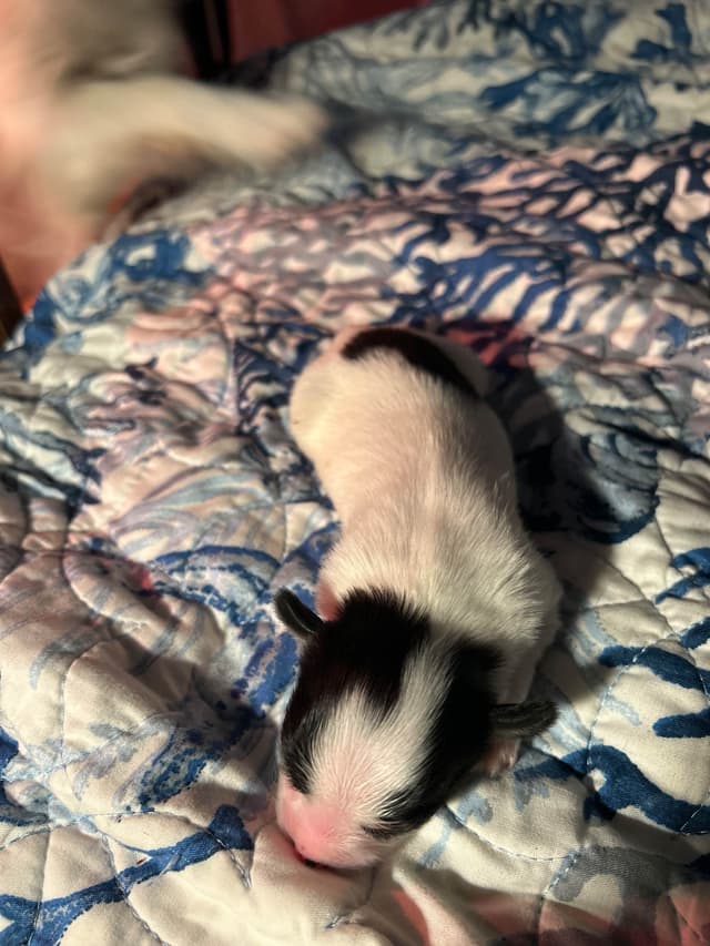 Transcontinental Papillon Puppies media 4