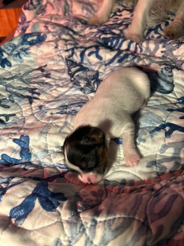 Transcontinental Papillon Puppies media 5