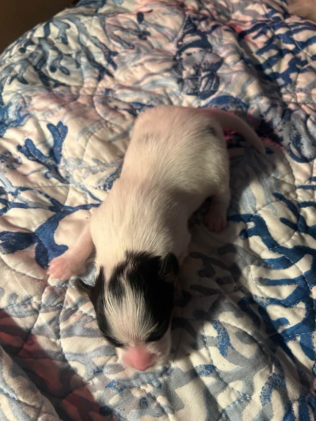 Transcontinental Papillon Puppies media 6