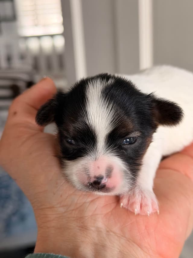 Transcontinental Papillon Puppies media 7