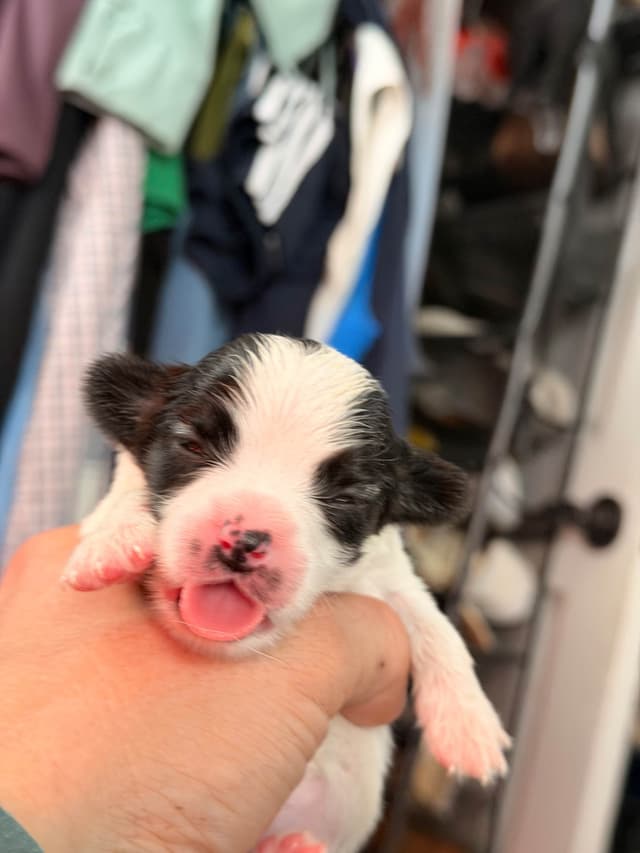 Transcontinental Papillon Puppies media 8