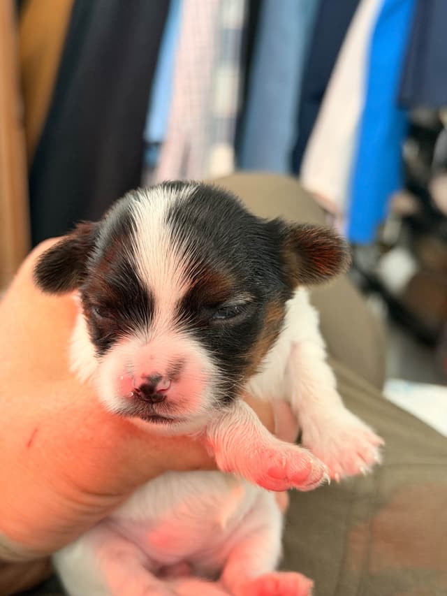 Transcontinental Papillon Puppies media 9