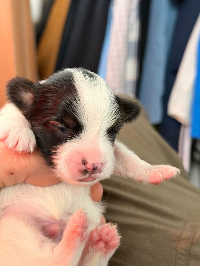 Transcontinental Papillon Puppies media 10