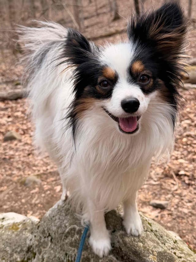 Transcontinental Papillon Puppies media 11