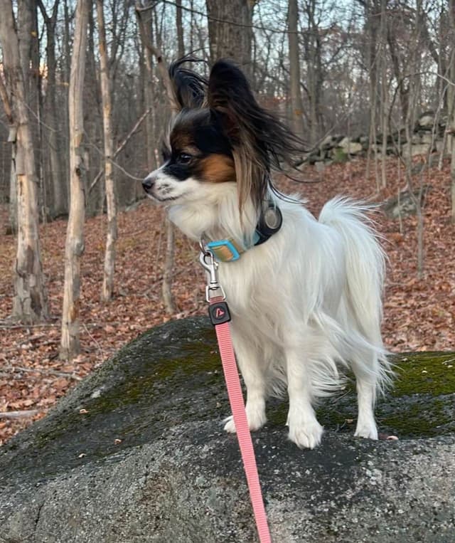 Transcontinental Papillon Puppies media 12