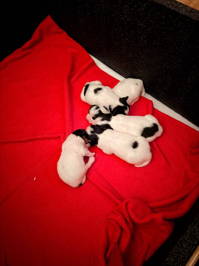 Transcontinental Papillon Puppies media 13