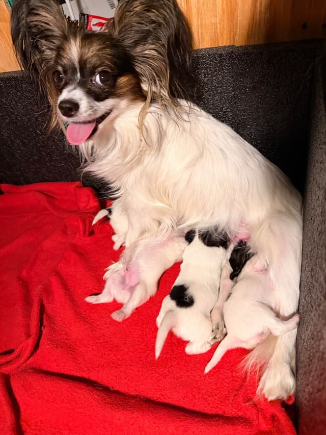 Transcontinental Papillon Puppies media 15
