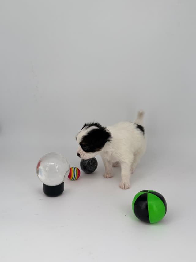 Transcontinental Papillon Puppies media 17