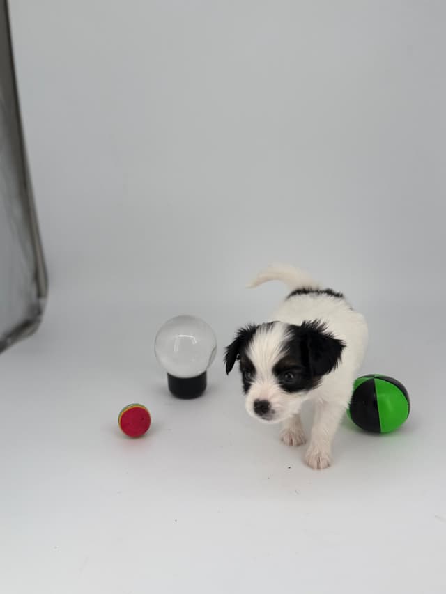 Transcontinental Papillon Puppies media 18