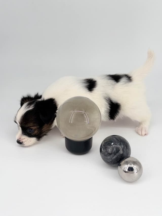 Transcontinental Papillon Puppies media 19