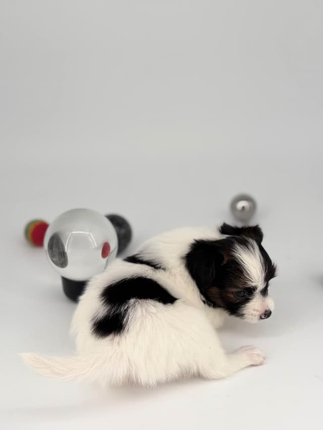 Transcontinental Papillon Puppies media 21
