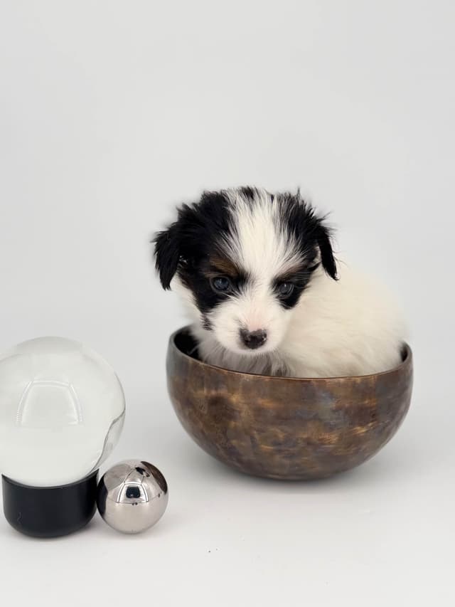 Transcontinental Papillon Puppies media 22