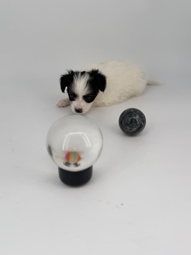 Transcontinental Papillon Puppies media 24